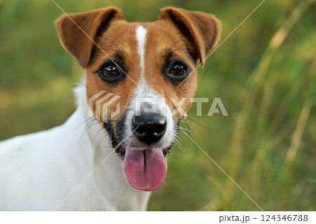Jack Russell terrier dog with her tongue out, blurred grass in background, closeup portrait 124346788