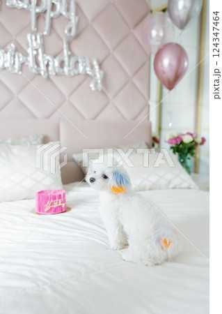 Cute white maltese dog celebrating birthday with cake on bed 124347464