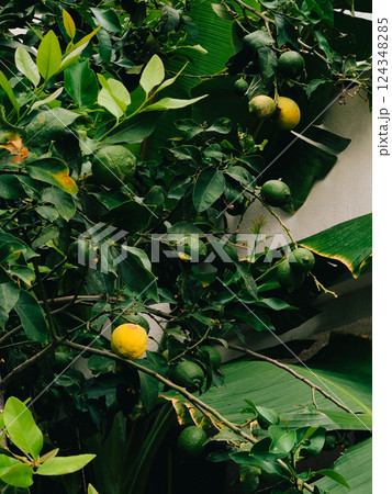 Lemon tree and banana leaves. Lush green branches of lemon tree, adorned with ripe yellow and green lemons, flourish alongside large banana leaves, creating vibrant and inviting tropical garden scene Lemon tree and banana leaves. Lush green branches of lemon tree, adorned with ripe yellow and green lemons, flourish alongside large banana leaves, creating vibrant and inviting tropical garden scene 124348285
