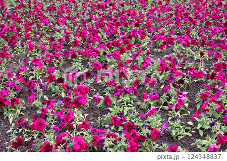 Petunia flower field Petunia flower field 124348837