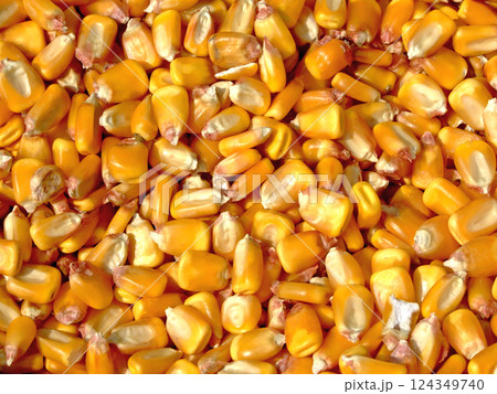 Corn kernels 124349740