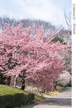 満開の桜並木と春の散歩道 124349815