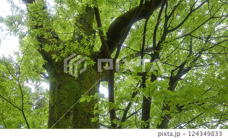 日光の木漏れ日を背景に新緑が映える葉の緑と対照的なコントラストで苔の生えた黒い影のような大木 124349833
