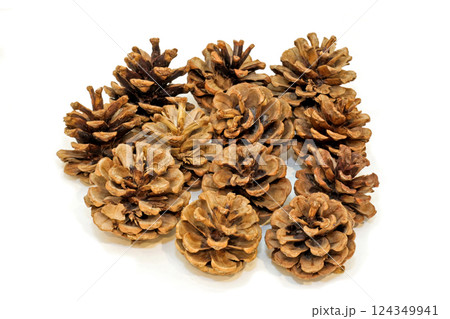 Pine cone 124349941