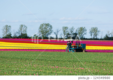Scenic view farmer drive agricultural machine Dutch flower field cutting tulips buds bulbs growth Netherlands Europe. Machinery plant seedlings production business technology industry cultivation Scenic view farmer drive agricultural machine Dutch flower field cutting tulips buds bulbs growth Netherlands Europe. Machinery plant seedlings production business technology industry cultivation 124349980