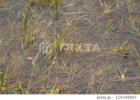 Plants, leaves frozen in the water of the lake. Background. Plants, leaves frozen in the water of the lake. Background. 124349997