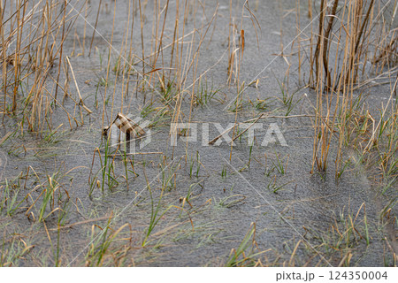 Plants, leaves frozen in the water of the lake. Background. Plants, leaves frozen in the water of the lake. Background. 124350004