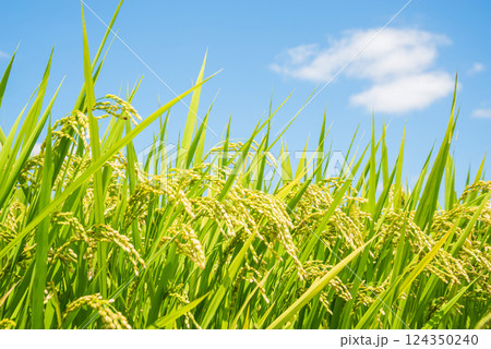 秋の実り・収穫前の稲穂(青空バック) 秋の実り・収穫前の稲穂(青空バック) 124350240
