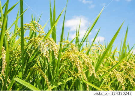 秋の実り・収穫前の稲穂(青空バック) 秋の実り・収穫前の稲穂(青空バック) 124350242