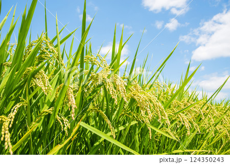 秋の実り・収穫前の稲穂(青空バック) 秋の実り・収穫前の稲穂(青空バック) 124350243