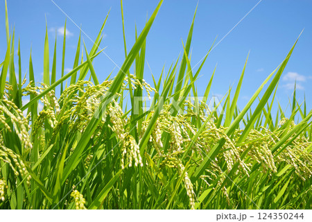 秋の実り・収穫前の稲穂（青空バック） 124350244
