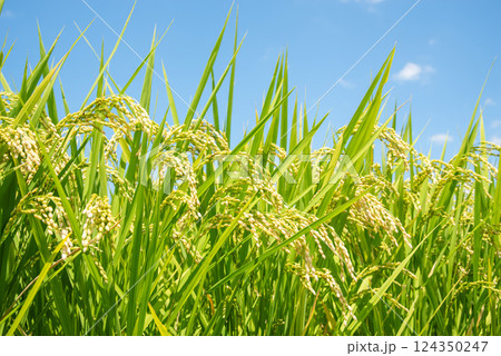 秋の実り・収穫前の稲穂(青空バック) 秋の実り・収穫前の稲穂(青空バック) 124350247
