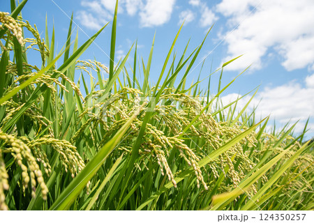 秋の実り・収穫前の稲穂(青空バック) 秋の実り・収穫前の稲穂(青空バック) 124350257