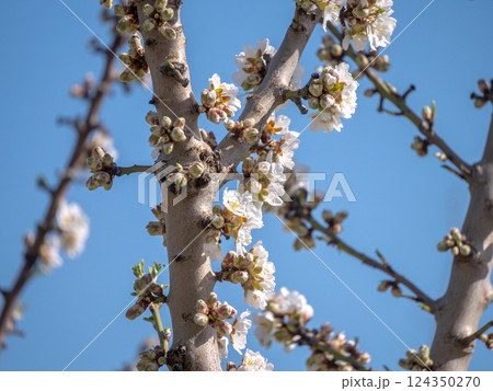 tree branches burst into bloom against a clear blue sky tree branches burst into bloom against a clear blue sky 124350270