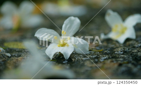 花 フラワー お花 124350450