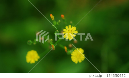 花 フラワー お花 124350452