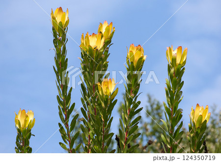 Blooming with yellow flowers dune conebush (lat.- Leucadendron coniferum) 124350719