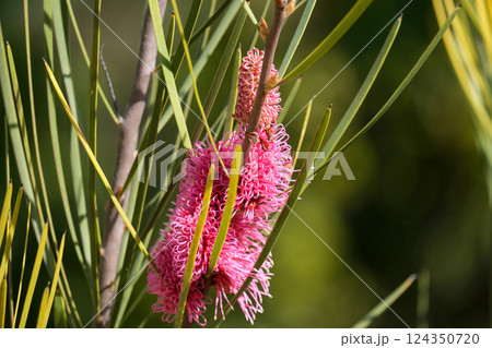Blooming grass-leaved hakea (lat.- Hakea multilineata) Blooming grass-leaved hakea (lat.- Hakea multilineata) 124350720