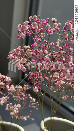Gentle Pink Baby's Breath Flowers in Natural Sunlight Indoors, gypsophila 124350962