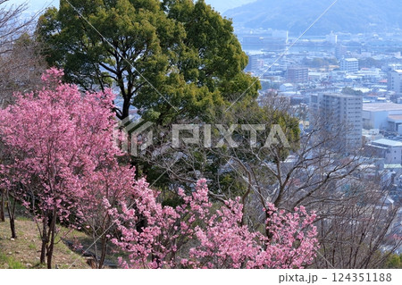 筆山に春の訪れ　陽光桜咲く　（高知県　高知市） 124351188