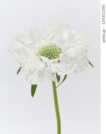 白色のスカビオサの花【scabious】 124351395