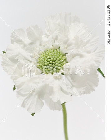 白色のスカビオサの花【scabious】 124351396