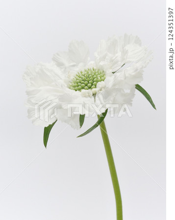 白色のスカビオサの花【scabious】 124351397