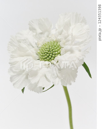 白色のスカビオサの花【scabious】 124351398