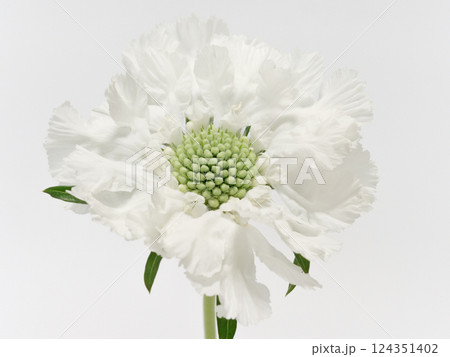 白色のスカビオサの花【scabious】 124351402