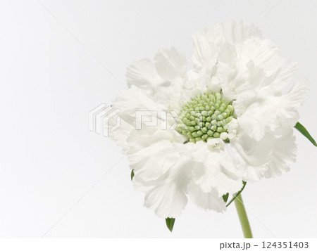 白色のスカビオサの花【scabious】 白色のスカビオサの花【scabious】 124351403