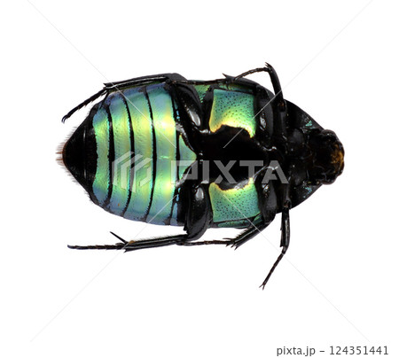 Flower beetle Euchroea coelestis is turned on its back, revealing its striking iridescent green and black coloration. This beetle's unique patterns highlight its delicate features and beauty. 124351441