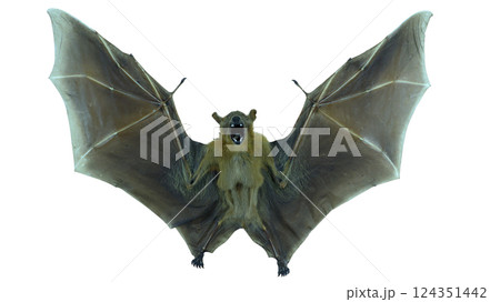 Cynopterus minutus, a giant stuffed bat, is showcased in a static position with its wings fully extended. The bat stands out against a clean, white backdrop, emphasizing its features and size. 124351442