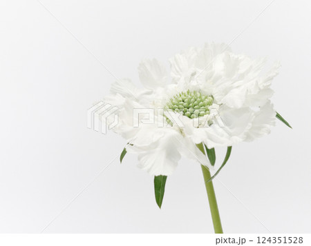 白色のスカビオサの花【scabious】 124351528