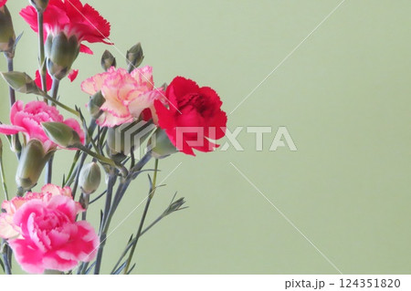 カーネーション 母の日メッセージカード カーネーション 母の日メッセージカード 124351820