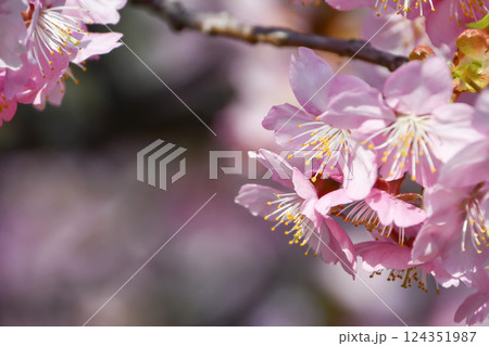 京都 淀水路の河津桜 124351987