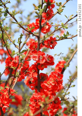 満開の赤い木瓜(ボケ)の花 満開の赤い木瓜(ボケ)の花 124352101