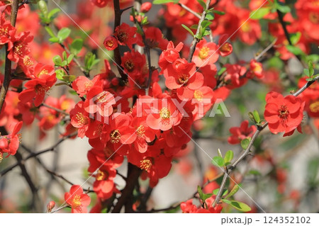 満開の赤い木瓜(ボケ)の花 満開の赤い木瓜(ボケ)の花 124352102