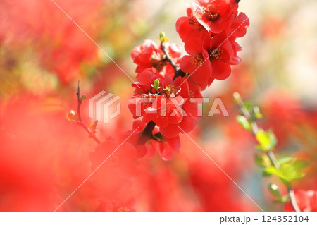 満開の赤い木瓜（ボケ）の花 124352104
