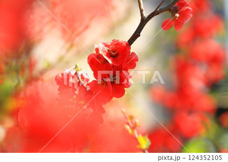 満開の赤い木瓜（ボケ）の花 124352105