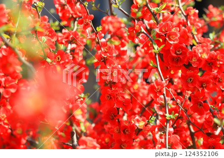 満開の赤い木瓜（ボケ）の花 124352106