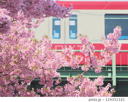 満開の河津桜と疾走する京浜急行線(2025年3月) 満開の河津桜と疾走する京浜急行線(2025年3月) 124352181