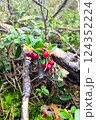 Lingonberries in the fall woods Lingonberries in the fall woods 124352224