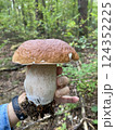 Huge Boletus in my hand. Mushrooms in the fall forest Huge Boletus in my hand. Mushrooms in the fall forest 124352225