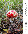 Mushrooms in the fall forest. Fly Agaric Mushrooms in the fall forest. Fly Agaric 124352251