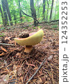 Mushrooms in the fall forest. Boletus Mushrooms in the fall forest. Boletus 124352253