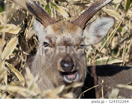 野付半島ナラワラのエゾシカ 野付半島ナラワラのエゾシカ 124352264