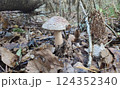 Mushrooms in the fall forest. Blusher Mushrooms in the fall forest. Blusher 124352340