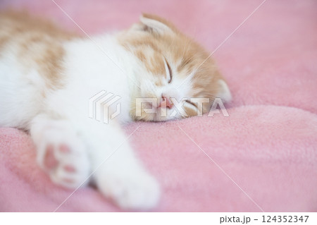 ピンクバックと眠るスコティッシュフォールドの仔猫 124352347