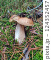 Mushrooms in the fall forest. Boletus Mushrooms in the fall forest. Boletus 124352457