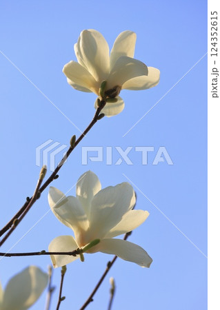 満開の白木蓮（ハクモクレン）の花　　 124352615